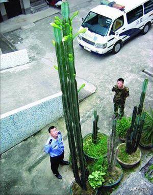 11岁仙人柱身高6米仙人山