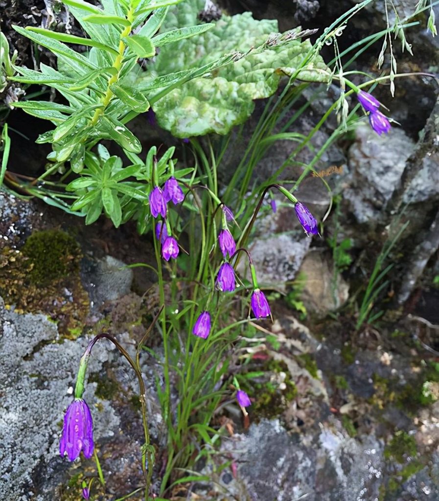 钻裂风铃草