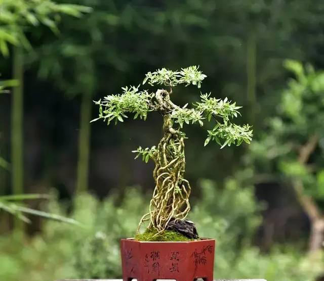 六月雪，花满树，川、苏、皖盆景主力